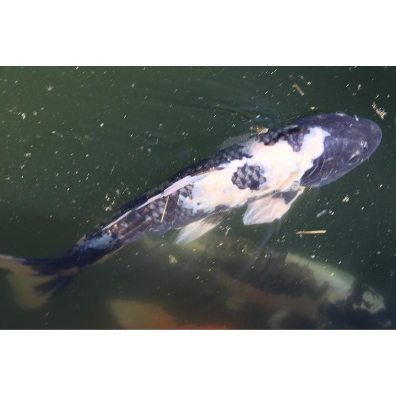Koi's te koop