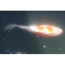 Koi's te koop