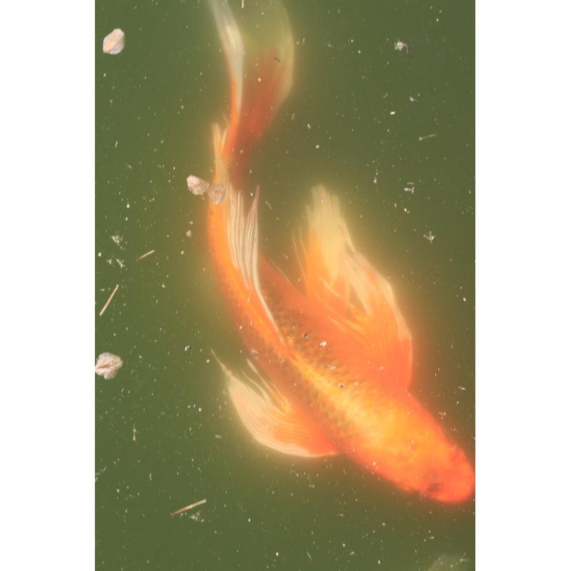 Koi's te koop