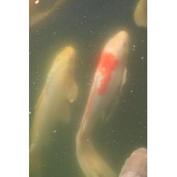 Koi's te koop
