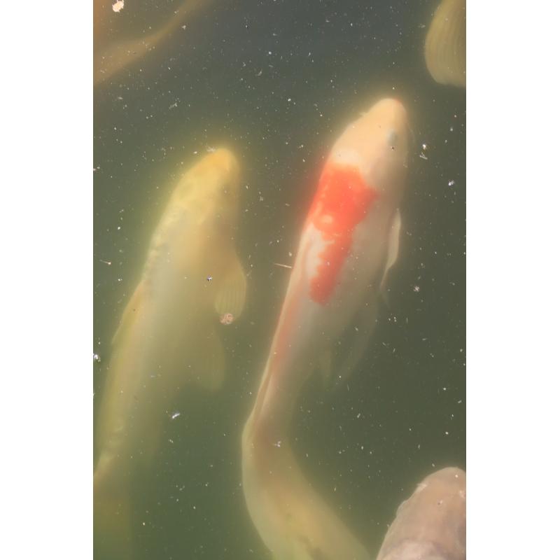Koi's te koop