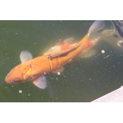Koi's te koop