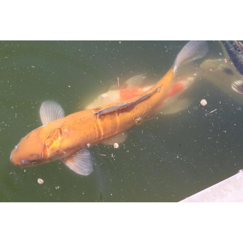 Koi's te koop