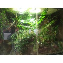 Te Koop Compleet Gifkikker Paludarium