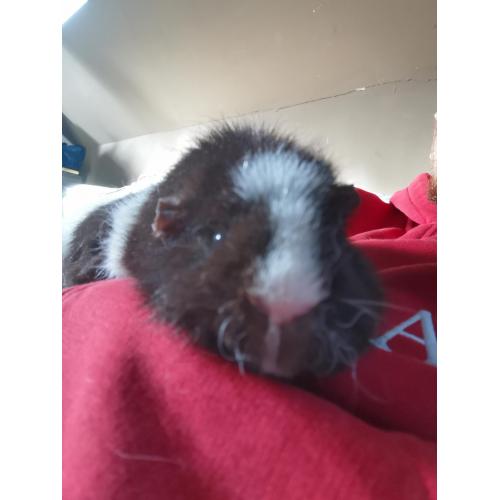 Cavia's zoeken een nieuwe thuis