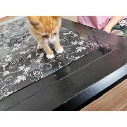 Kitten's