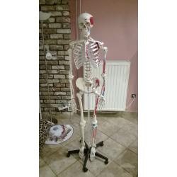 Anatomisch skelet met geverfde spieraanhechting/oorsprong