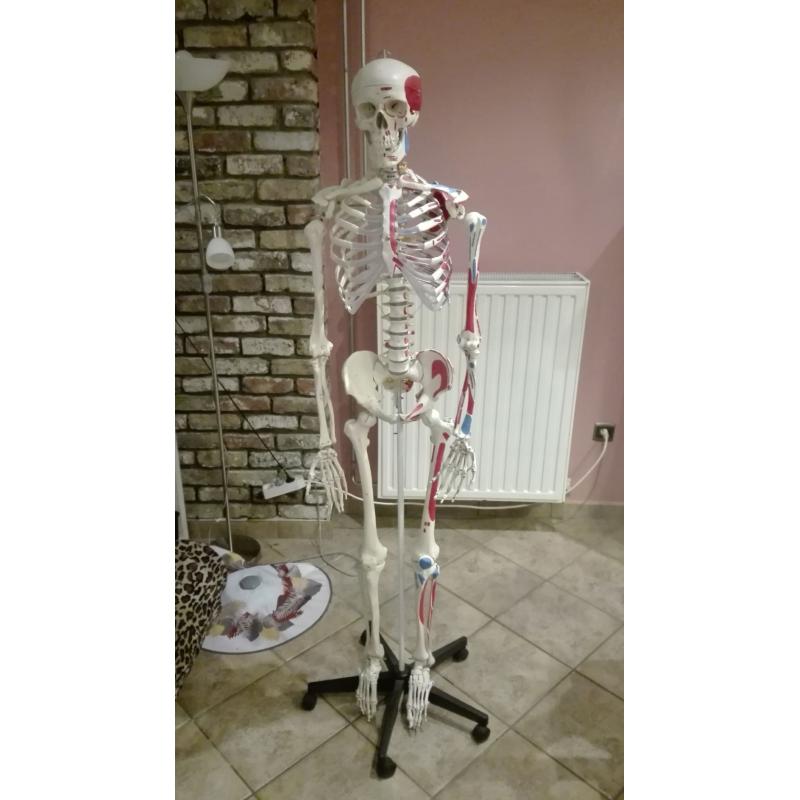 Anatomisch skelet met geverfde spieraanhechting/oorsprong