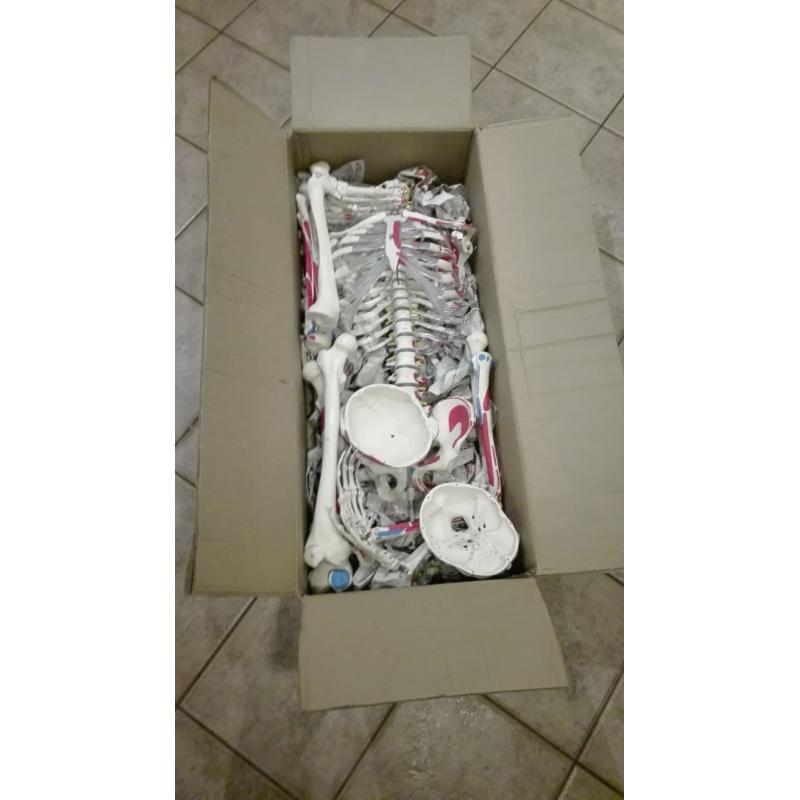 Anatomisch skelet met geverfde spieraanhechting/oorsprong