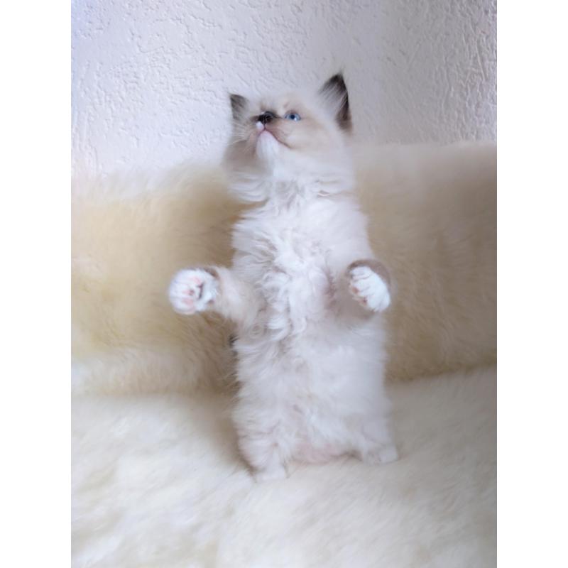 Siberische kittens met stamboom.