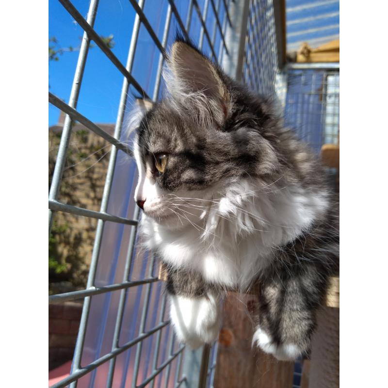 Siberische kittens met stamboom.