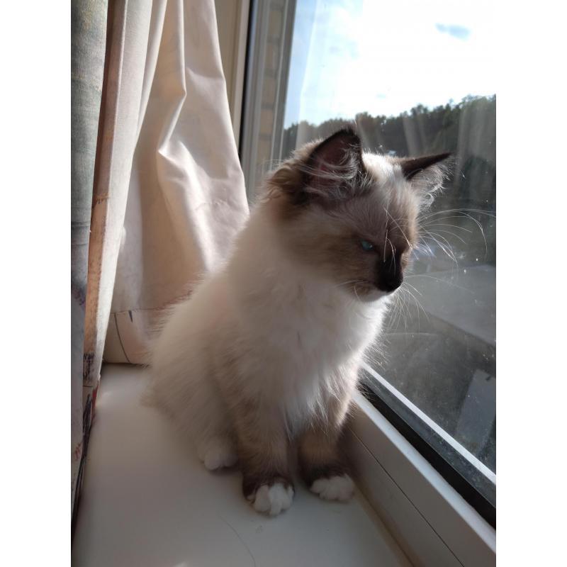 Siberische kittens met stamboom.