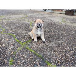 Shiba inu pups van particulier
