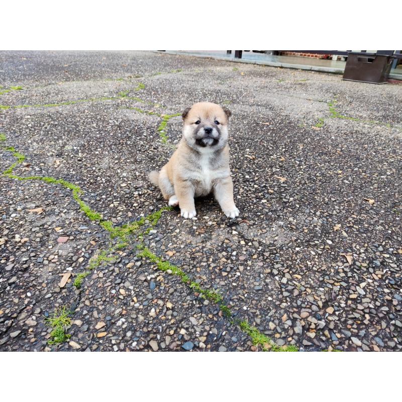 Shiba inu pups van particulier