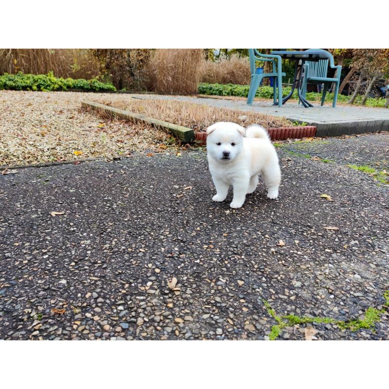 Shiba inu pups van particulier
