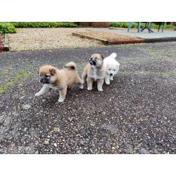 Shiba inu pups van particulier