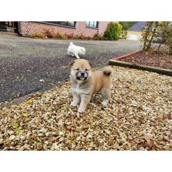 Shiba inu pups van particulier