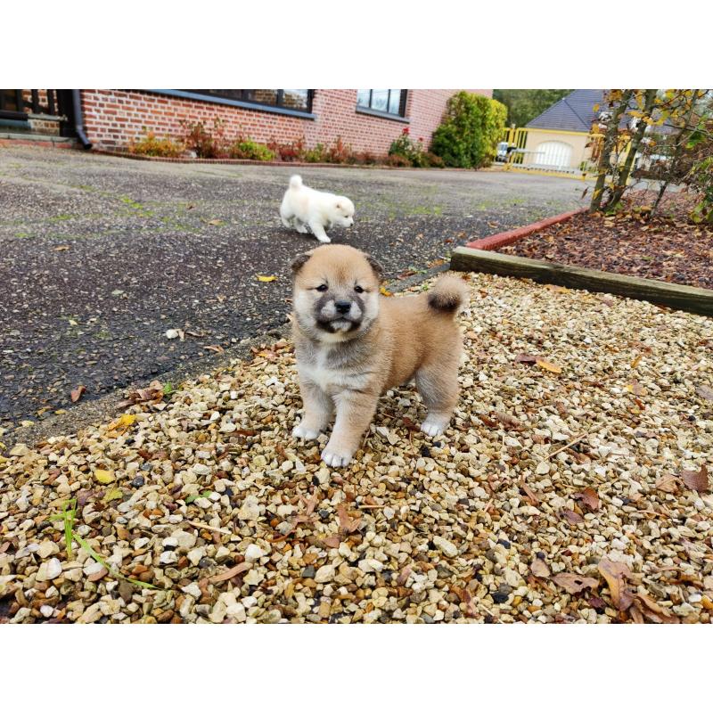 Shiba inu pups van particulier