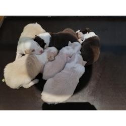 border collie pups