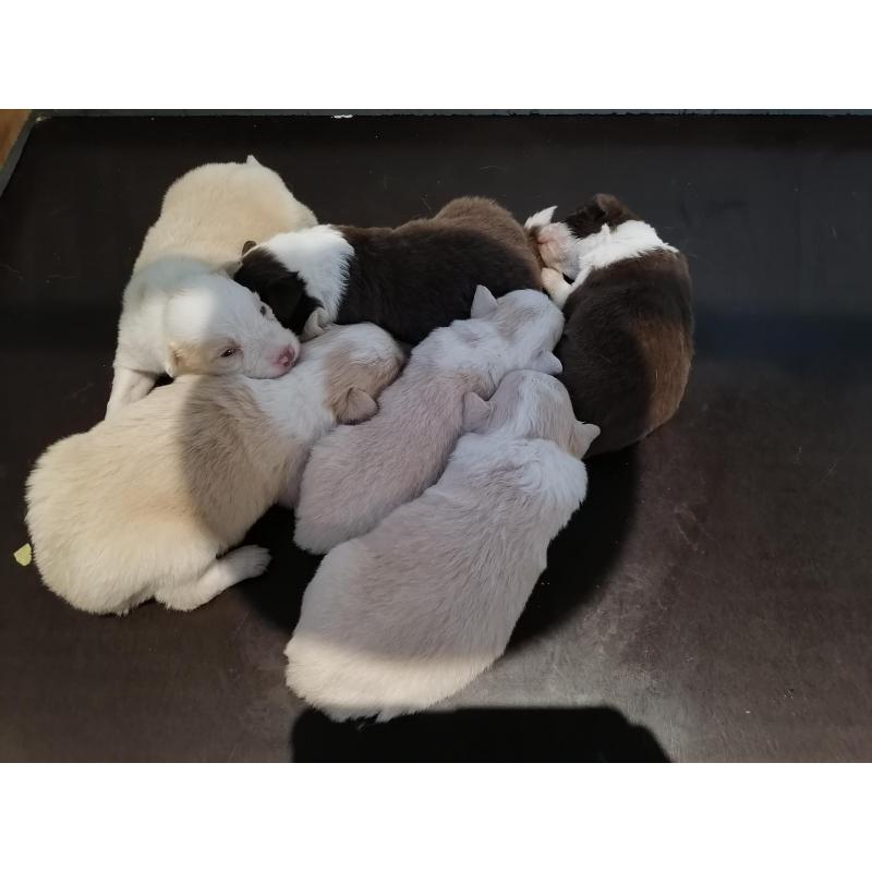 border collie pups