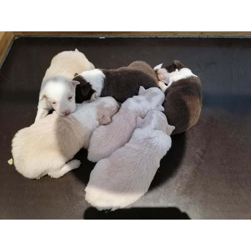 border collie pups