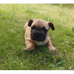 Franse bulldog puppy's
