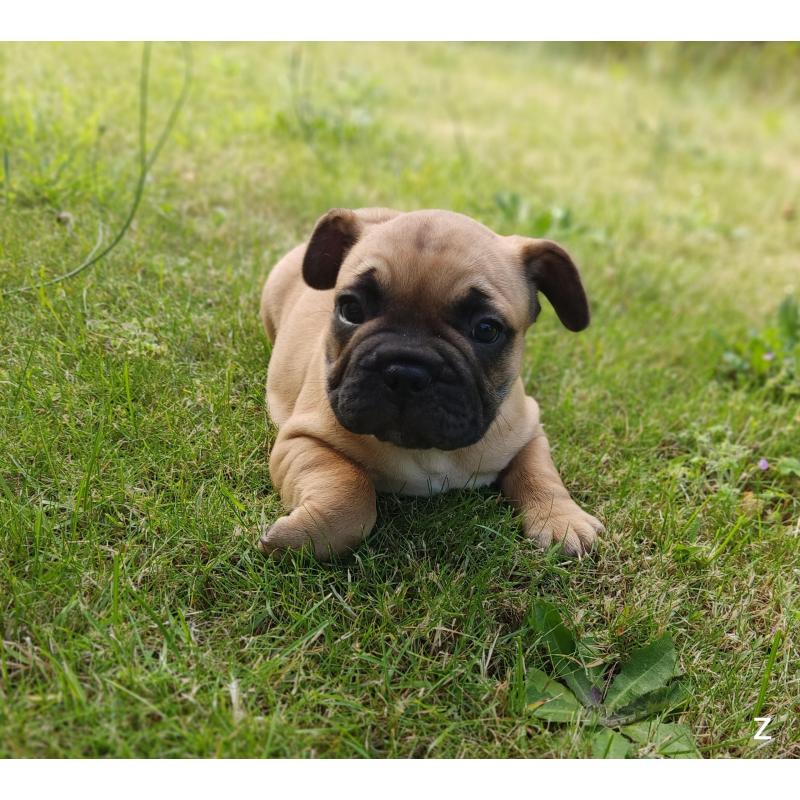 Franse bulldog puppy's