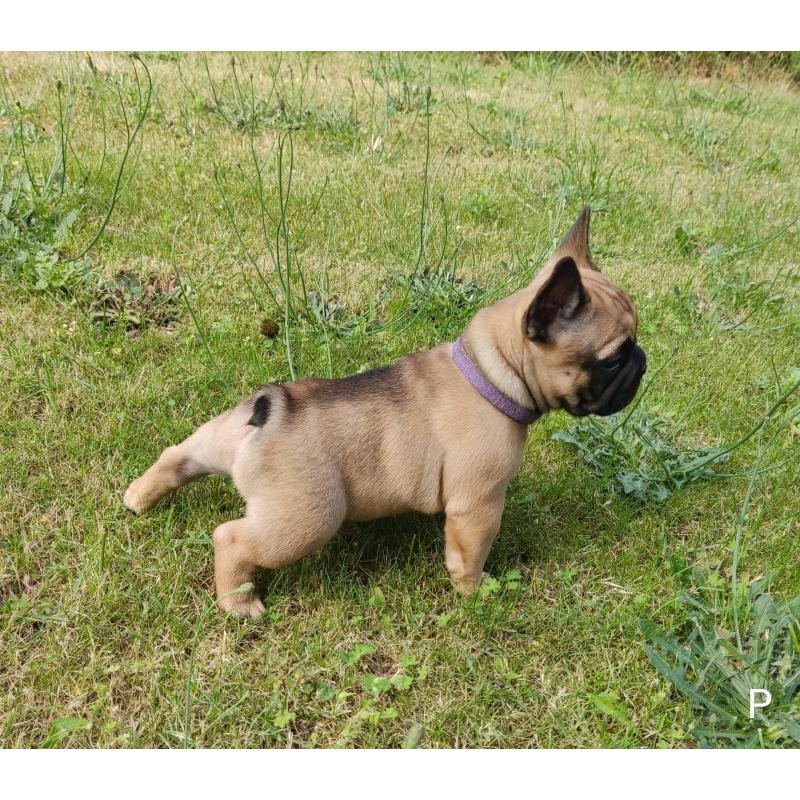 Franse bulldog puppy's