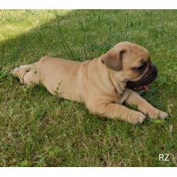 Franse bulldog puppy's