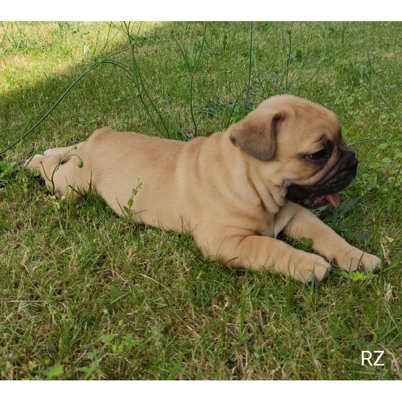 Franse bulldog puppy's