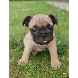 Franse bulldog puppy's