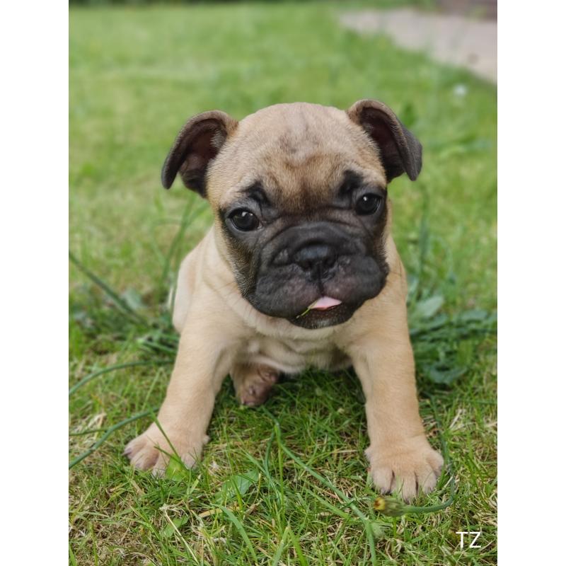 Franse bulldog puppy's