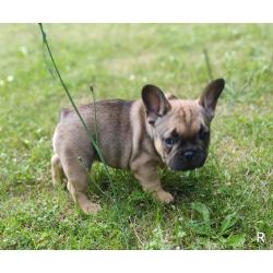 Franse bulldog puppy's