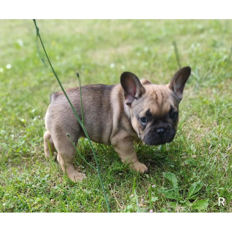 Franse bulldog puppy's
