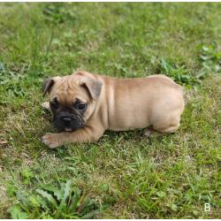 Franse bulldog puppy's