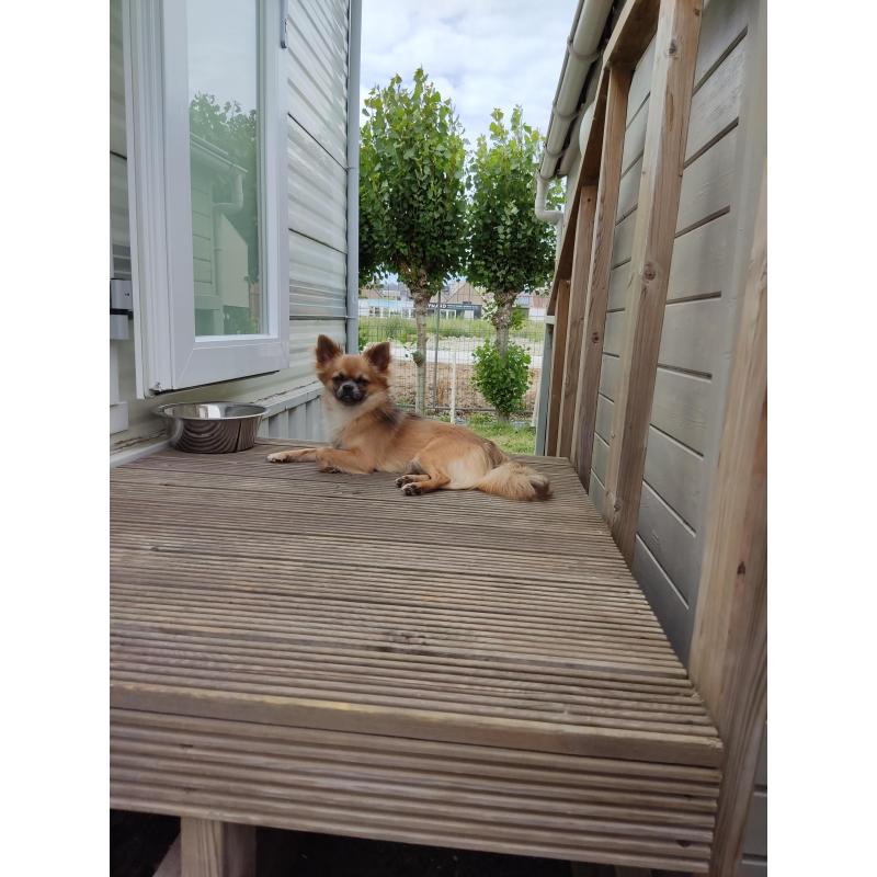 Chihuahua reu langharig