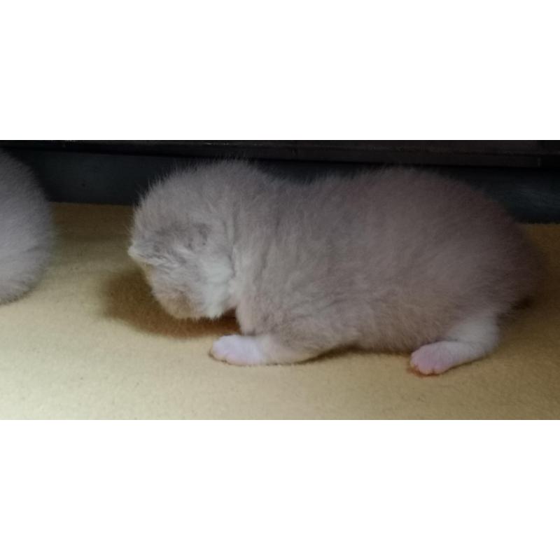 Brits korthaar kitten met stamboom