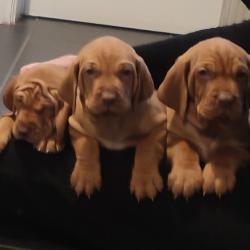 Pups Vizsla