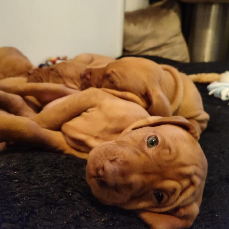 Pups Vizsla