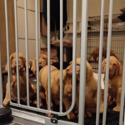 Pups Vizsla