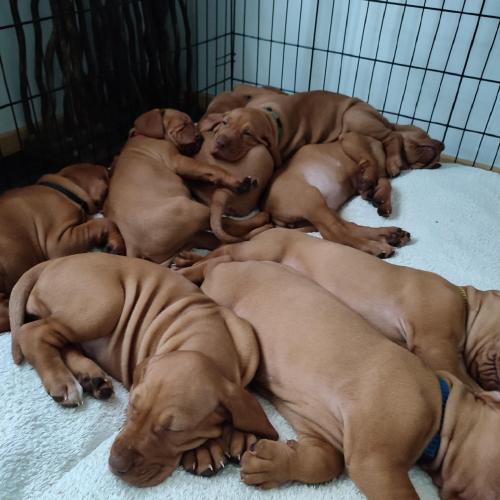 Pups Vizsla