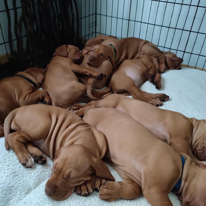 Pups Vizsla