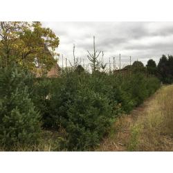 Kerstbomen te koop