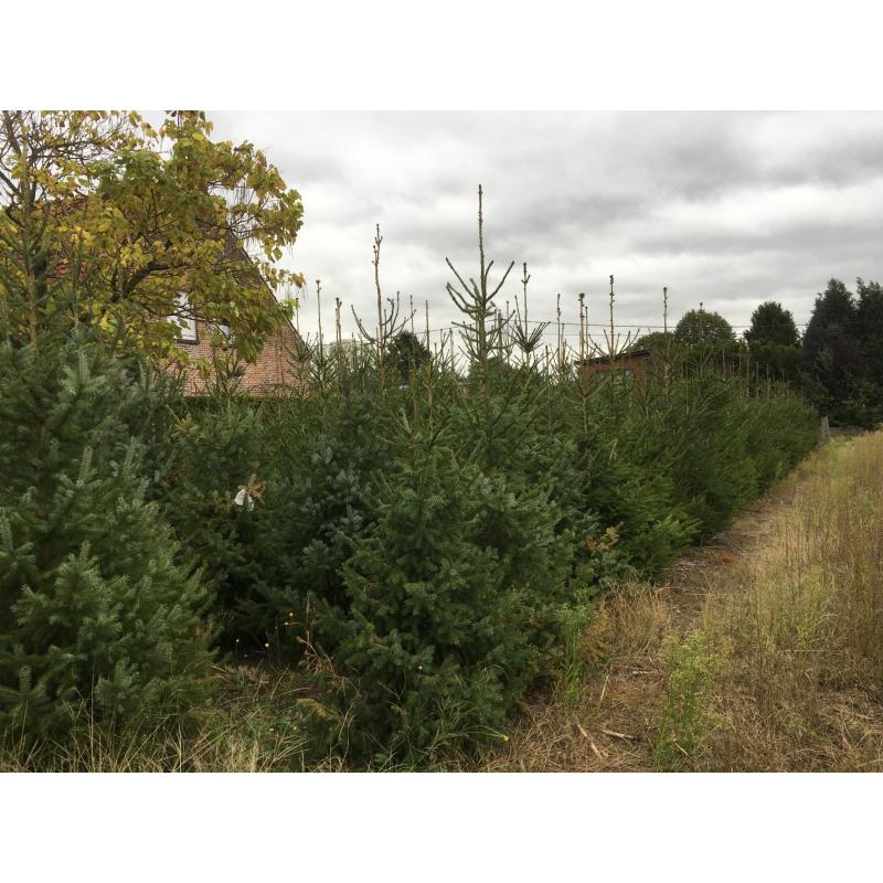 Kerstbomen te koop