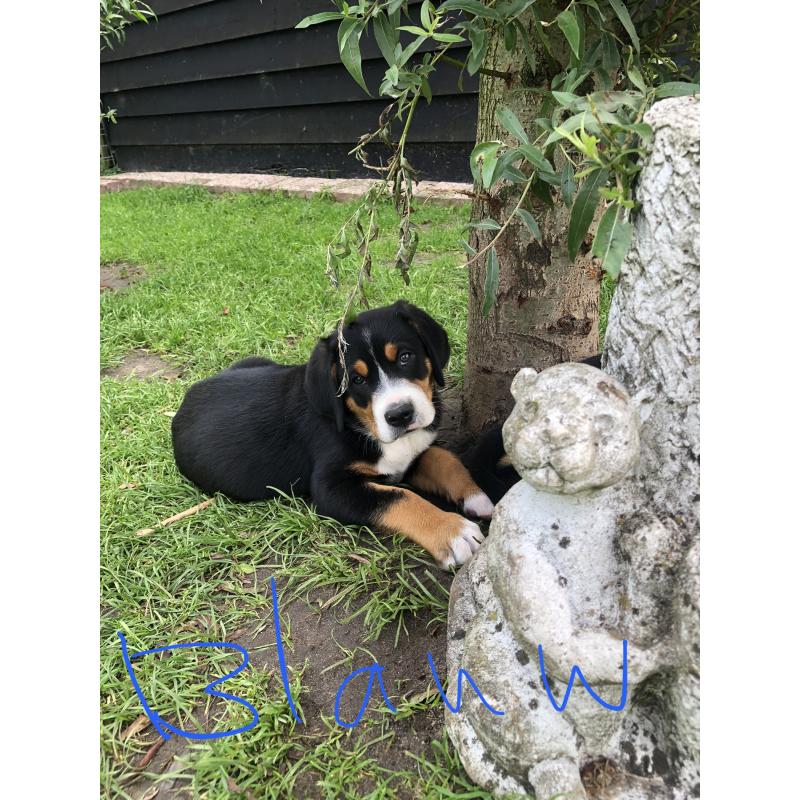 Knuffelhond 60 cm