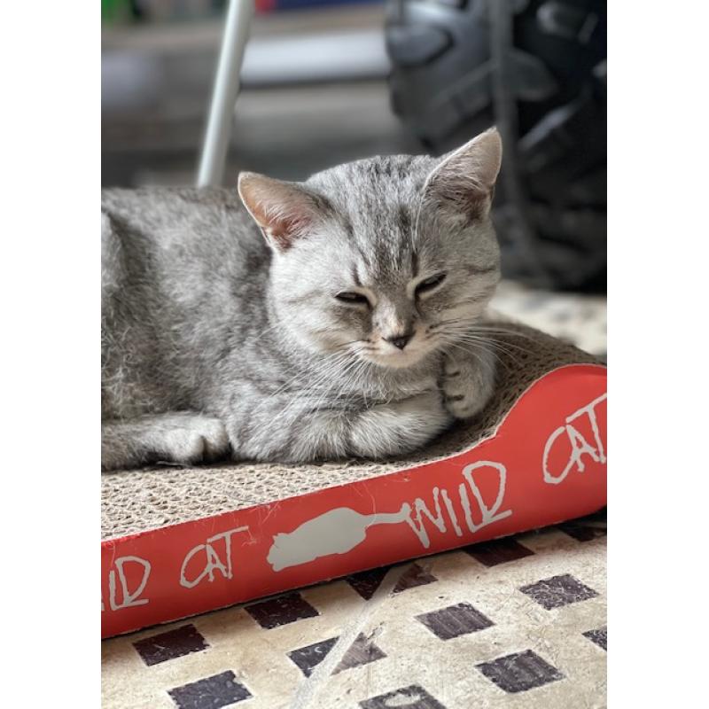 British Shorthair male van 29/04 met Stamboom certificaat van WCF