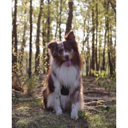 Australian Shepherd pups verwacht!