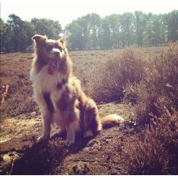 Australian Shepherd pups verwacht!