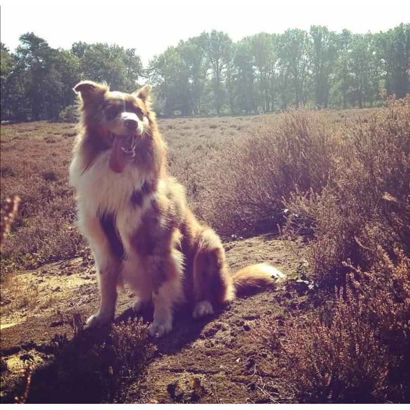 Australian Shepherd pups verwacht!