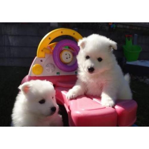 Purebred Japanese Spitz Puppies for adoption